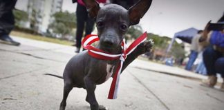 perro peruano
