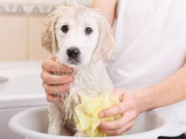 ¿Es perjudicial el baño en seco para las mascotas?