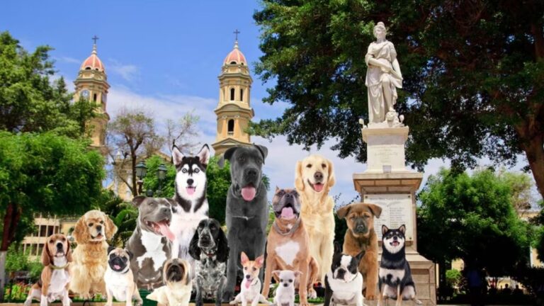 ¿Qué raza de perro se adapta mejor al clima de Piura? Esto dicen los expertos