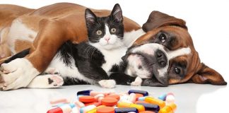¡Estos medicamentos son veneno puro para tus mascotas!