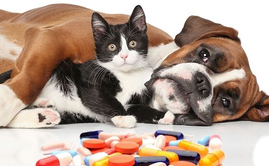 ¡Estos medicamentos son veneno puro para tus mascotas!