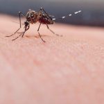 "Cosmopolitan": nueva variante del dengue aún no circula a Piura