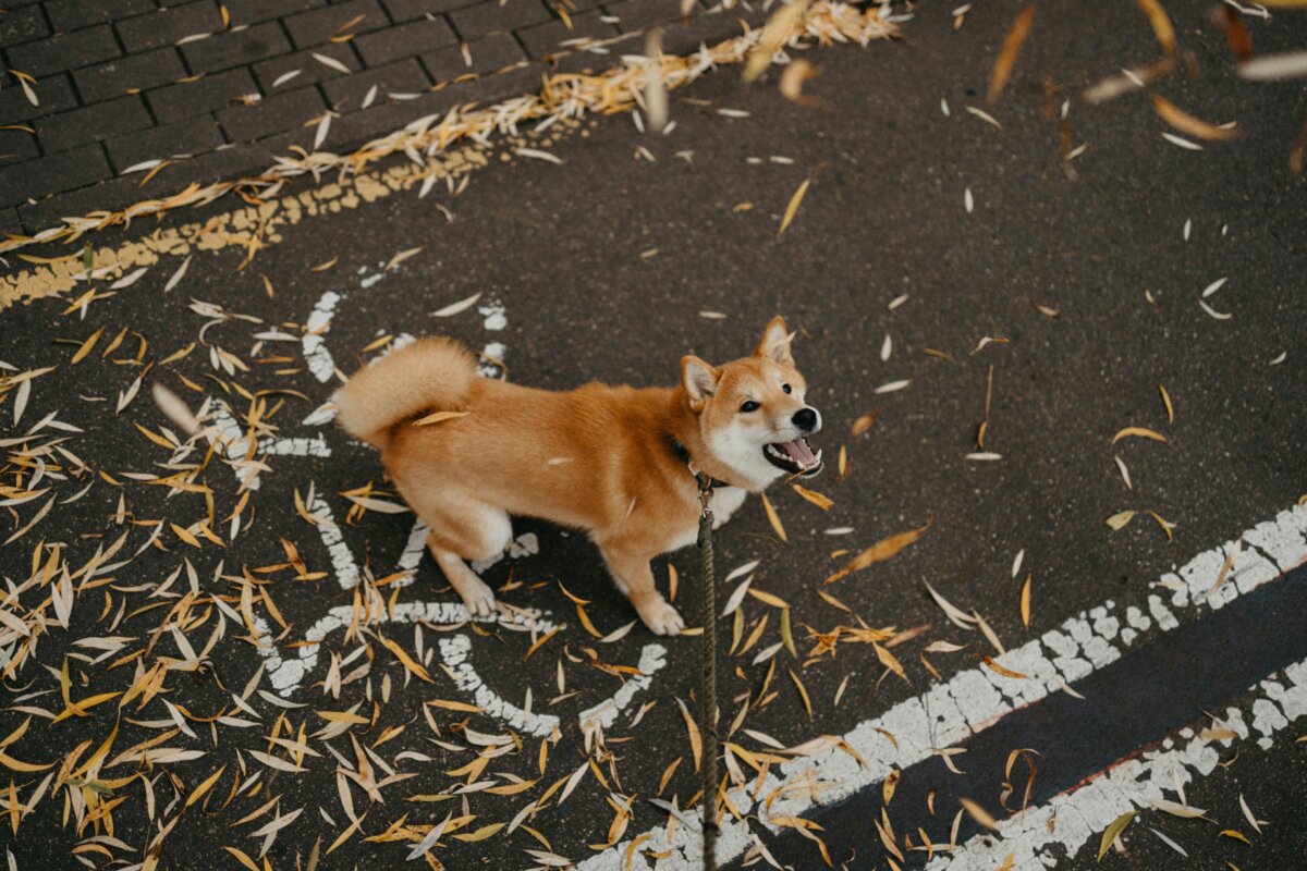 Perro ladra en exceso