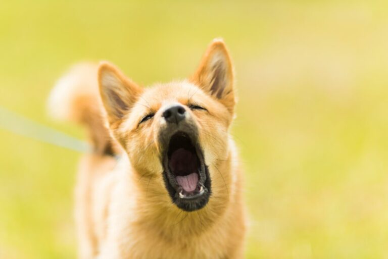 ¿Tu perro ladra en exceso? Conoce técnicas efectivas para que deje de hacerlo