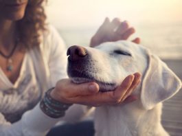 Acariciar a un perro o a un gato reduce el estrés.