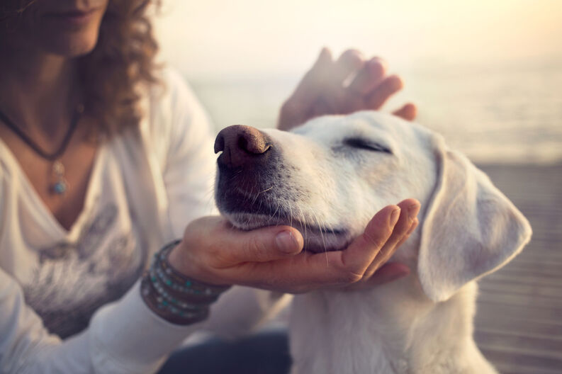 Acariciar a un perro o a un gato reduce el estrés.