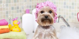 ¿Cada cuánto y cómo debes bañar a tu perro?