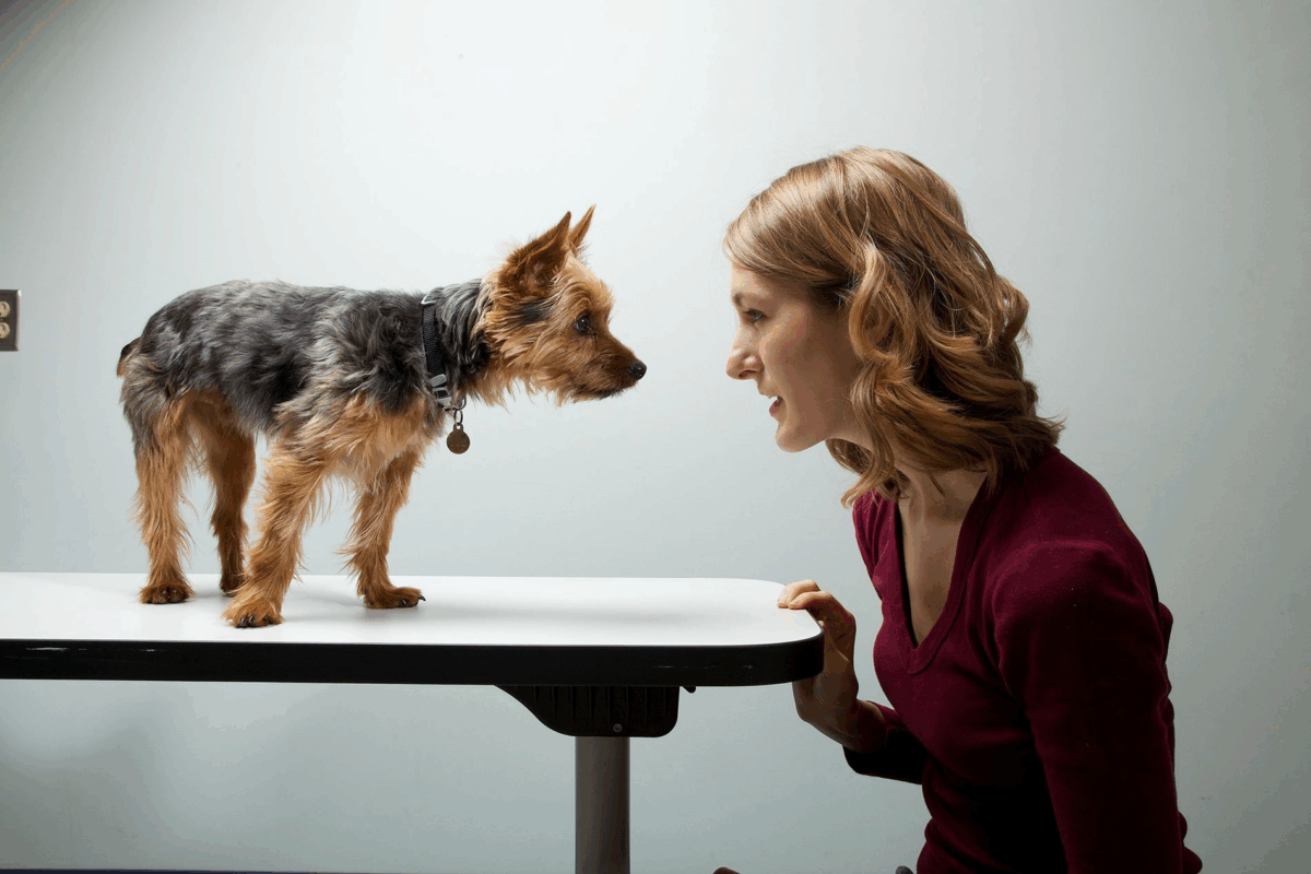 relación entre perros y dueños