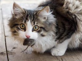 ¿Tu gato lleva animales muertos a casa? Averigua por qué lo hace