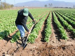 Proyecto de inclusión digital y financiera beneficia a 2 mil agricultores en Piura