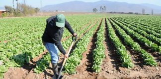 Proyecto de inclusión digital y financiera beneficia a 2 mil agricultores en Piura