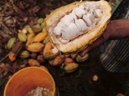 6 razones para consumir cacao peruano