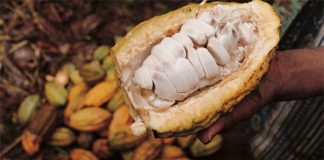 6 razones para consumir cacao peruano