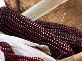 Siete razones por las que debemos consumir maíz morado
