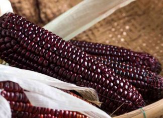 Siete razones por las que debemos consumir maíz morado