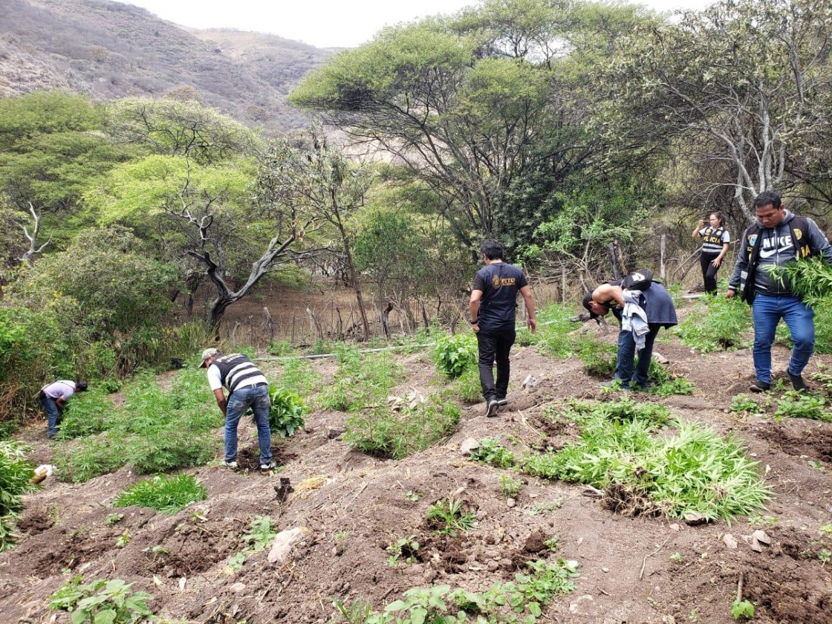 25 mil plantones de marihuana