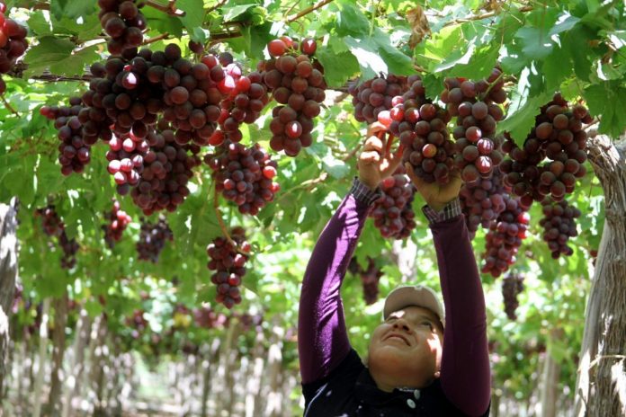 Perú se ubica como el mayor exportador de uvas a nivel mundial