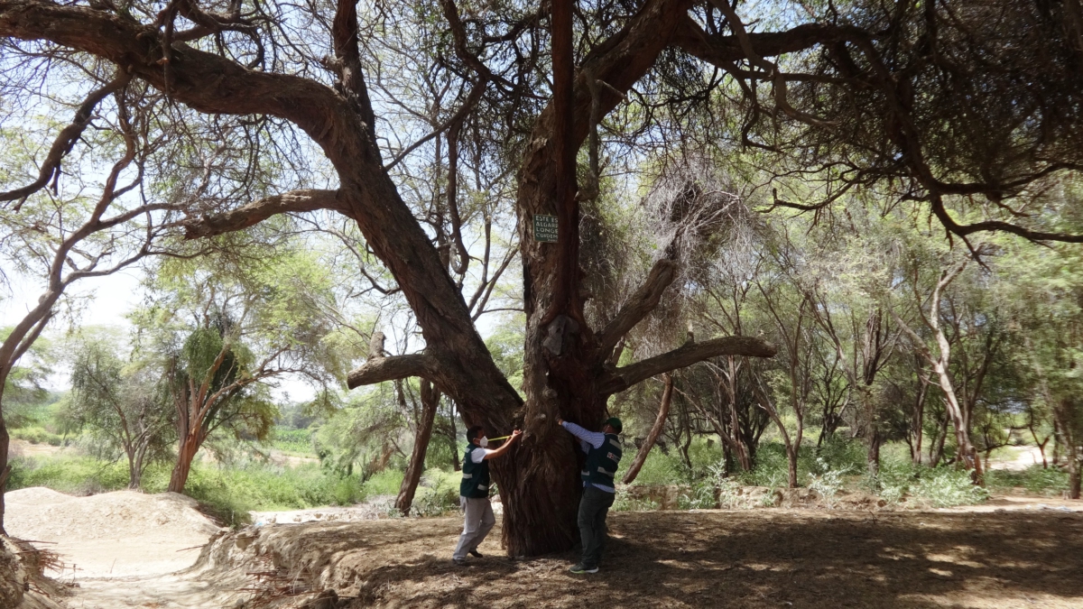 Piura Presentan Proyecto Para Reforestar Con Algarrobos La Ciudad