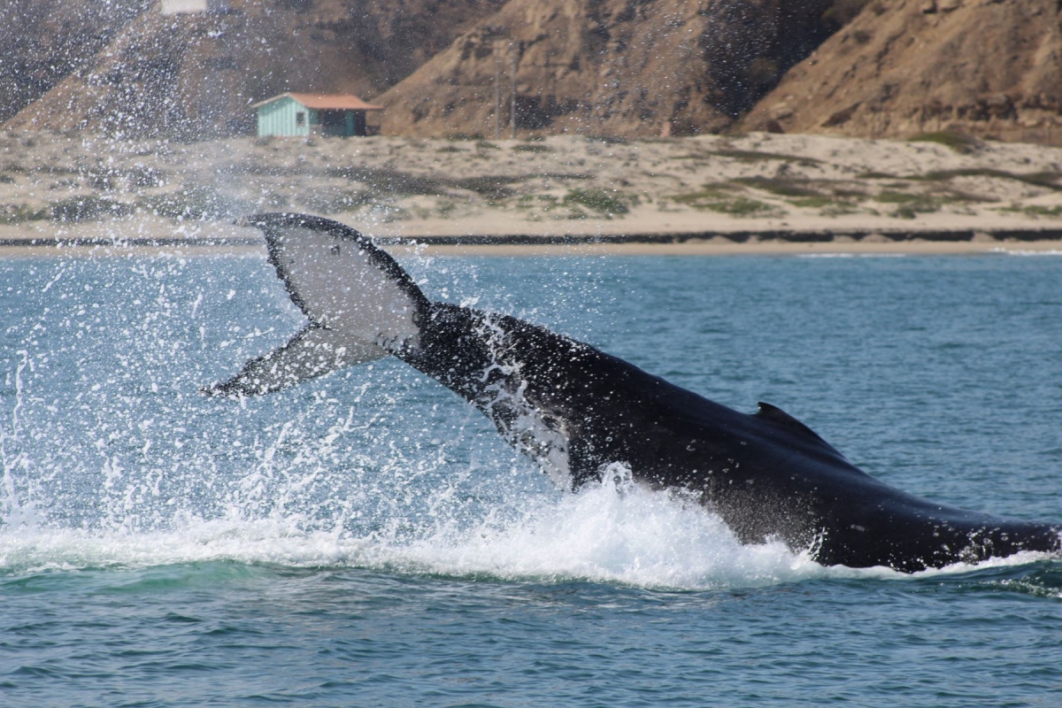 Perú como mejor Destino de Avistamiento de Ballenas 2021