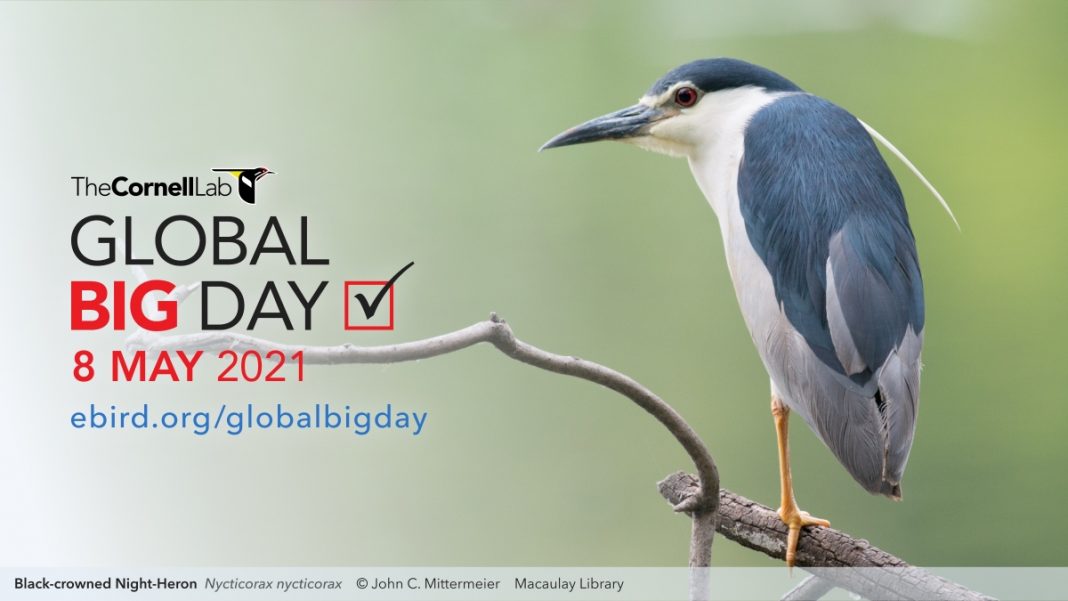 Global Big Day 2021: Perú es destino privilegiado en el mundo para la observación de aves