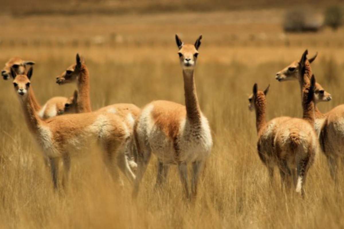 Conoce por qué la vicuña simboliza la riqueza animal en el Escudo Patrio