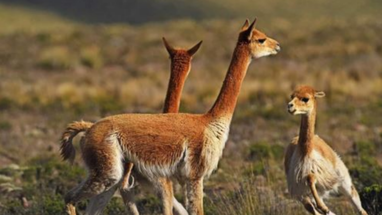 ¿Por qué la vicuña simboliza la riqueza animal en el Escudo patrio del Perú? Esta es la razón