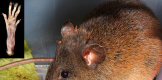 Piura: biólogos peruanos descubren nueva especie de roedor en Huancabamba