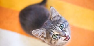 “Día Internacional del Gato”, por qué se celebra otra vez el 29 de octubre