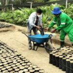 Comuna de Tambogrande va entregando 100 mil plantones en lo que va del año