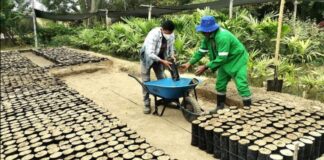 Comuna de Tambogrande va entregando 100 mil plantones en lo que va del año