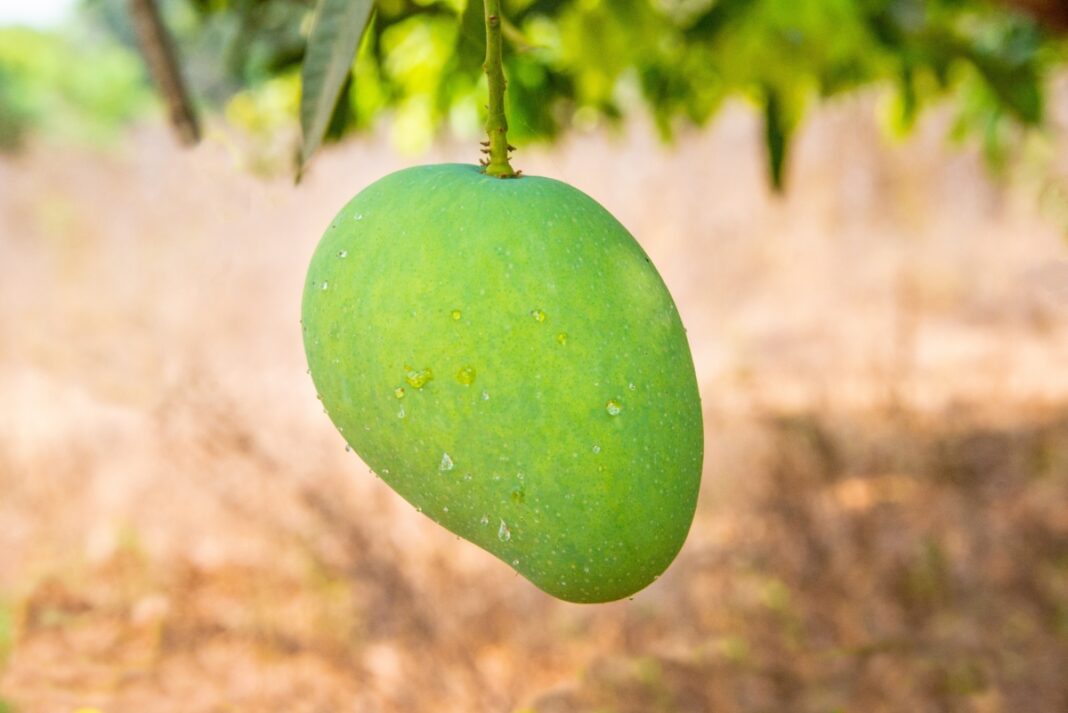 Conoce algunos beneficios de comer mango verde