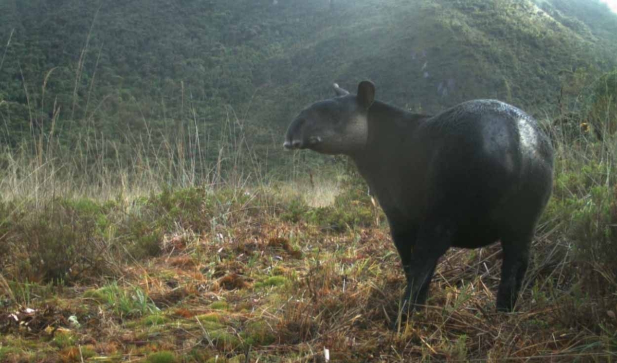 Publican artículo científico sobre el estado de conservación del tapir