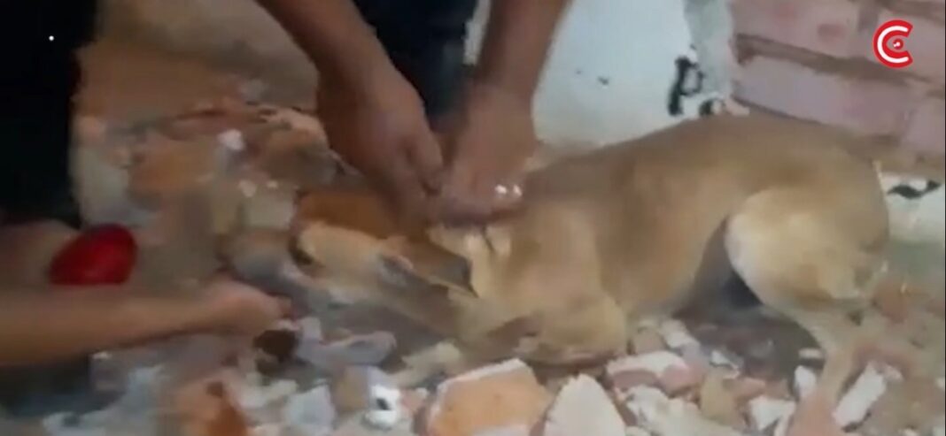 Personal policial rescató a perrito que quedó atrapado entre paredes en Sullana