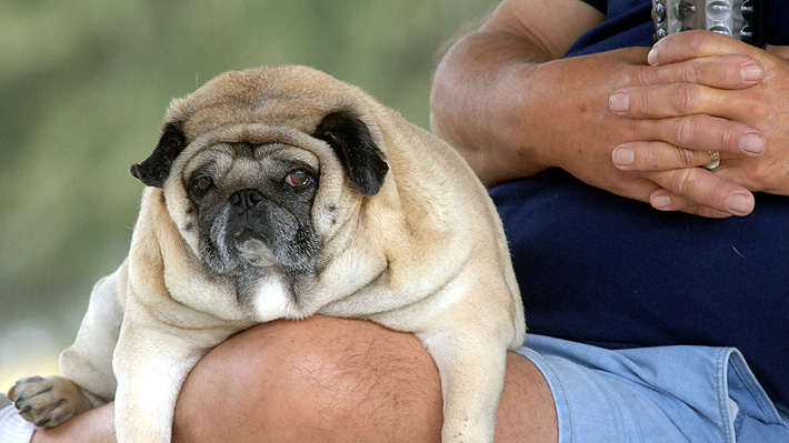 ¿Cómo influye tu estilo de vida en la salud y peso de tu mascota? ¿Cómo influye tu estilo de vida en la salud y peso de tu mascota?