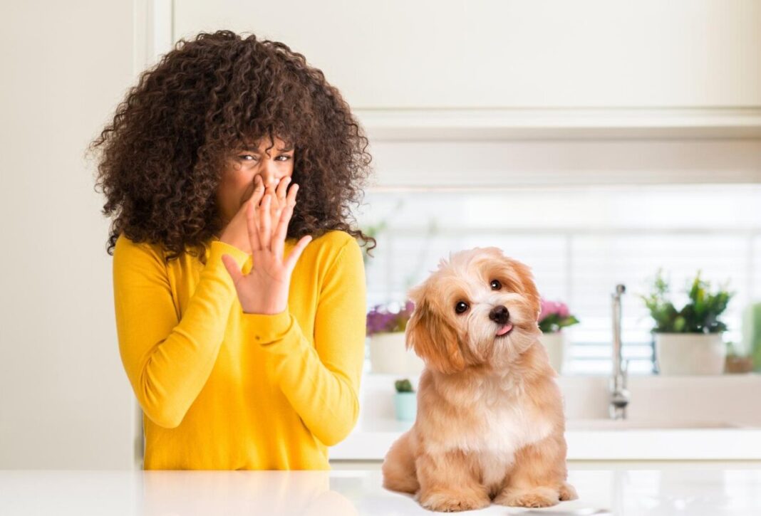 Conoce estos trucos para acabar con el mal olor de tu mascota.