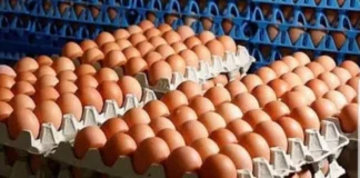 Senasa advierte que el consumo de huevos de contrabando pone en riesgo la salud
