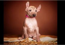 Perro peruano