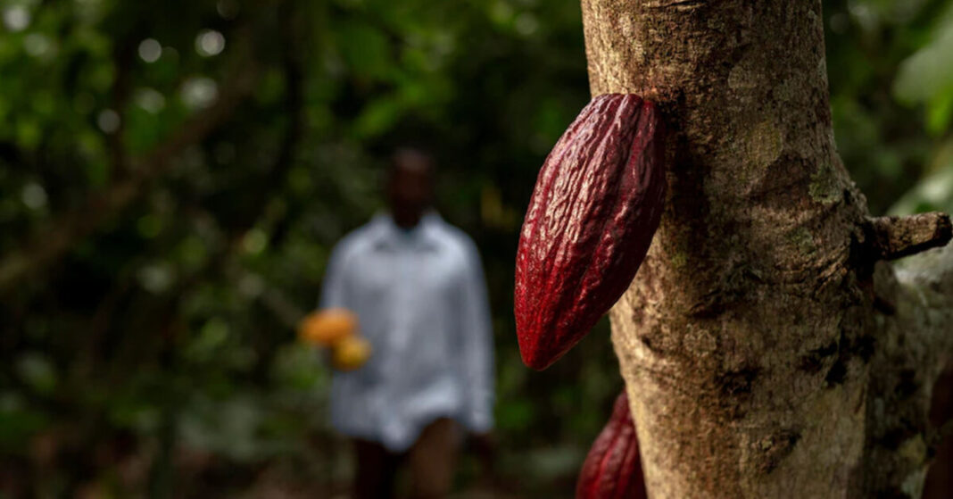 Piura: ¿Cuál es el panorama de la industria interna del cacao?