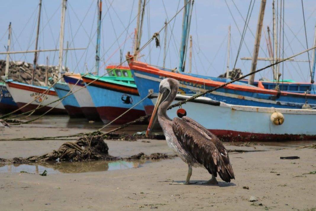 Gripe aviar: un virus contra los pelicanos y el turismo de la isla Foca