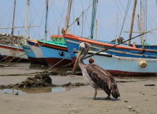 Gripe aviar: un virus contra los pelicanos y el turismo de la isla Foca