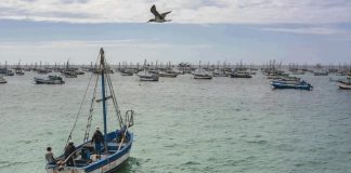 Piura: calentamiento del mar ocasiona perjuicios económicos por baja producción de pescadores 