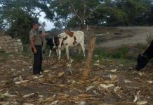 VDO: delincuentes asesinan reses y roban su carne valorizada en 19 mil soles