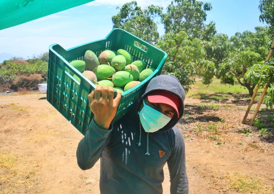 Chile cerró el mercado de comercialización del mango en su variedad Edward afectando a 11,500 pequeños productores del valle de San Lorenzo.