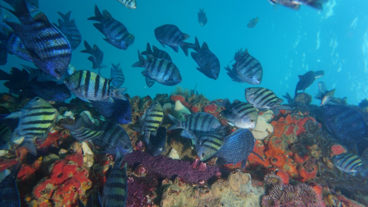 Los Órganos: más de 70 especies marinas en riesgo de desaparecer por remoción de arrecife artificial. / Foto difusión.