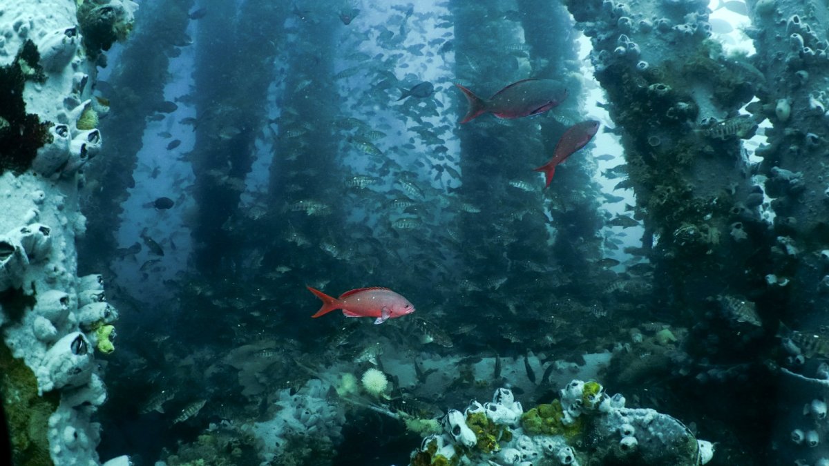 Los Órganos: más de 70 especies marinas en riesgo de desaparecer por remoción de arrecife artificial. / Foto difusión.