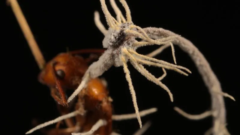 "The Last of Us": ¿El hongo Cordyceps existe en la vida real?