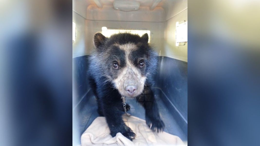 Serfor rescata a cría de oso de anteojos en Huancabamba