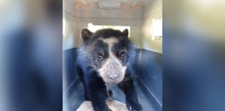 Serfor rescata a cría de oso de anteojos en Huancabamba