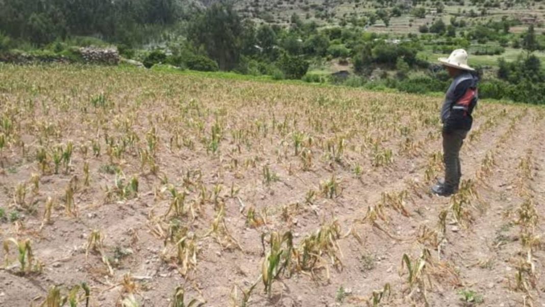 Escasez de lluvias pone en riesgo 50 mil hectáreas de cultivo en San Lorenzo.