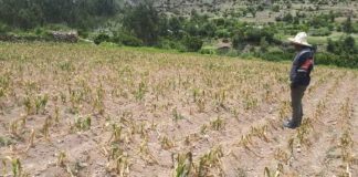 Escasez de lluvias pone en riesgo 50 mil hectáreas de cultivo en San Lorenzo.